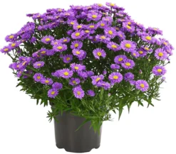 Kissen-Aster 'Sapphir®'