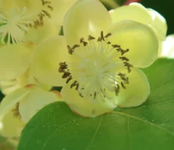 Kiwi 'Atlas', männlich