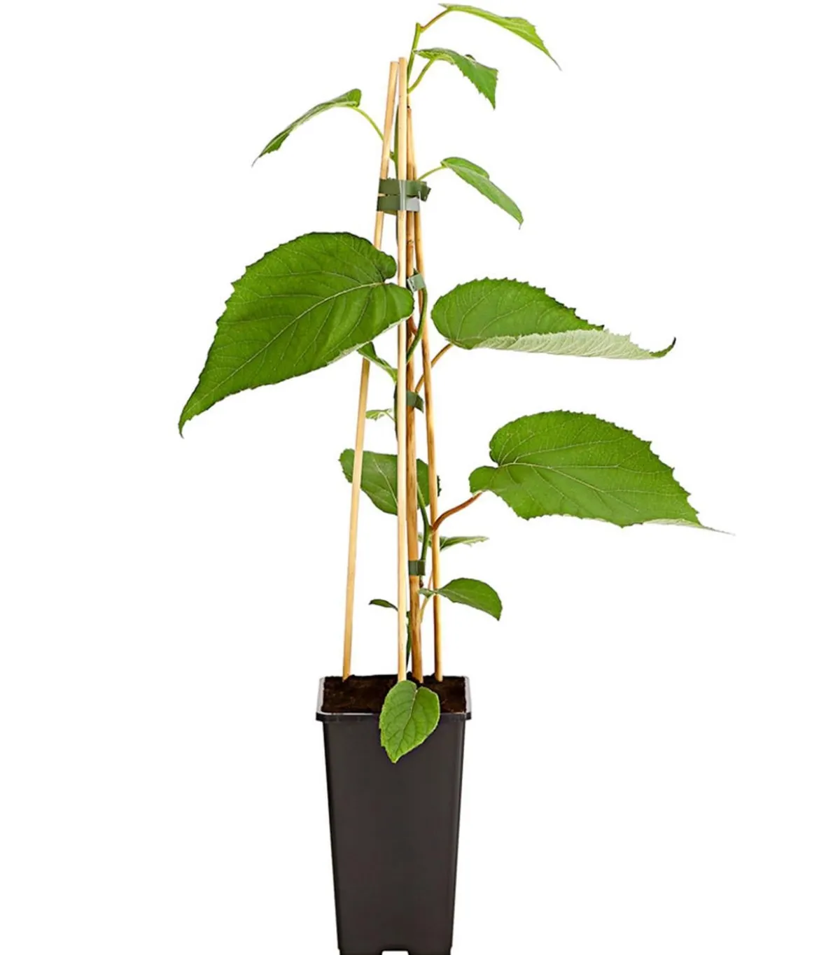 Kiwi 'Hayward', weiblich