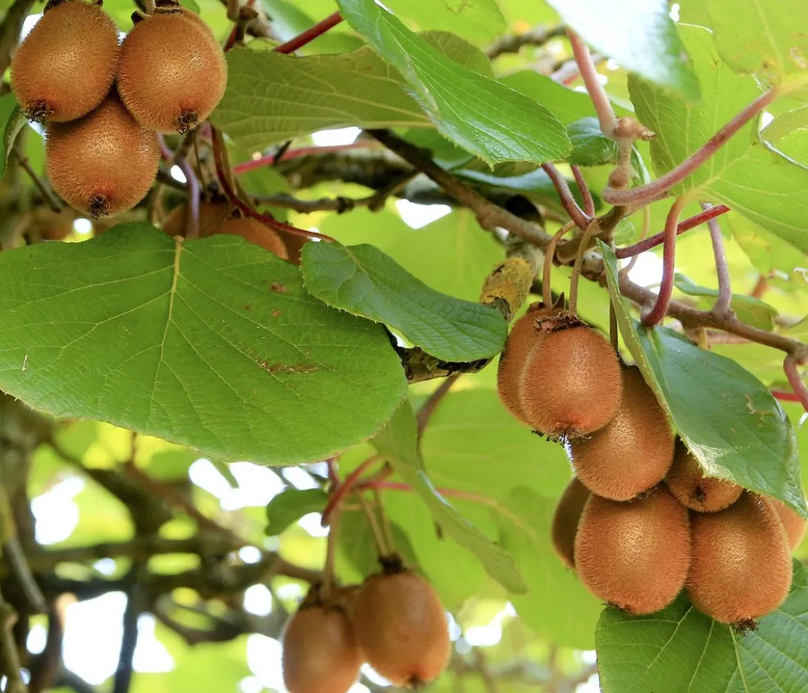 Kiwi 'Hayward', weiblich