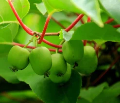Kiwi 'Issai'