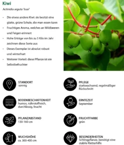 Kiwi 'Issai'