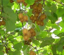 Kiwi 'Solo'
