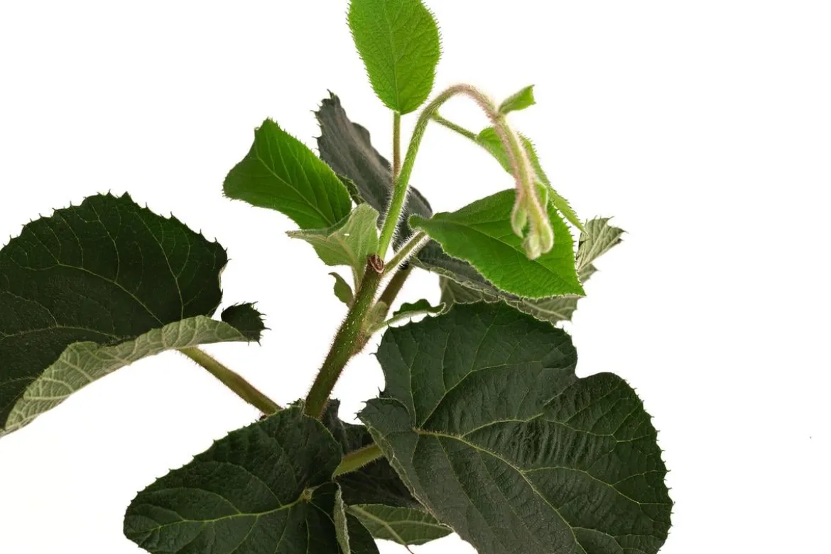 Kiwi 'Solo'