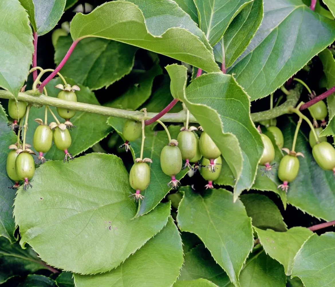 Kiwi 'Weiki®'