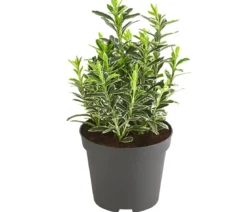 Kleinblättriger Kriech-Spindelstrauch 'Microphyllus Albovariegatus'