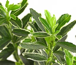 Kleinblättriger Kriech-Spindelstrauch 'Microphyllus Albovariegatus'