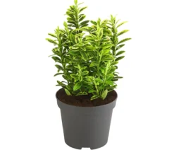 Kleinblättriger Kriech-Spindelstrauch 'Microphyllus Aureovariegatus'