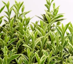 Kleinblättriger Spindelstrauch 'Microphyllus Aureovariegatus'