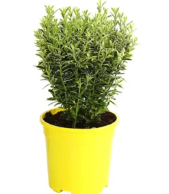 Kleinblättriger Spindelstrauch 'Microphyllus Aureovariegatus'