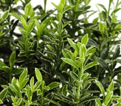 Kleinblättriger Spindelstrauch 'Microphyllus Albovariegatus'