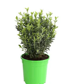 Kleinblättriger Spindelstrauch 'Microphyllus Albovariegatus'
