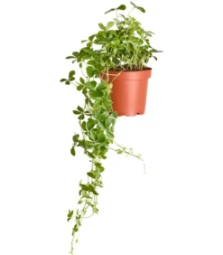 Kleine Zimmerrebe - Cissus striata