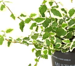 Kletterfeige - Ficus pumila 'Sunny'