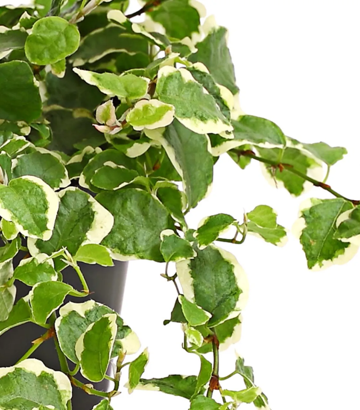 Kletterfeige - Ficus pumila 'Sunny'