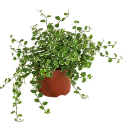 Kletterfeige - Ficus pumila 'White Sunny'