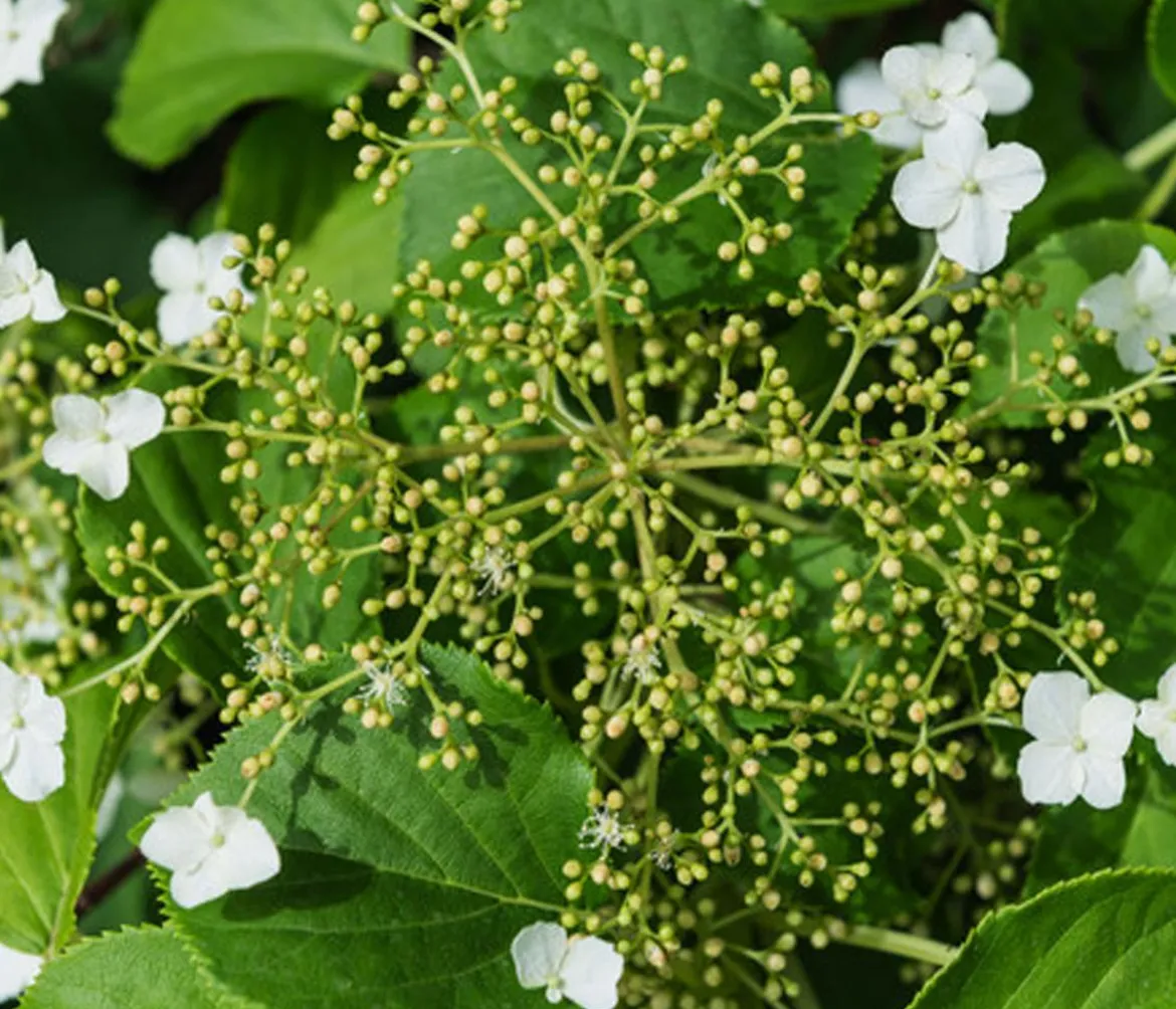 Kletter-Hortensie