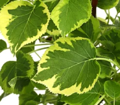 Kletter-Hortensie 'Miranda' - Hydrangea