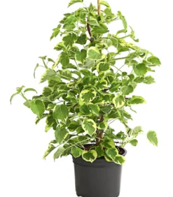 Kletter-Hortensie 'Miranda' - Hydrangea