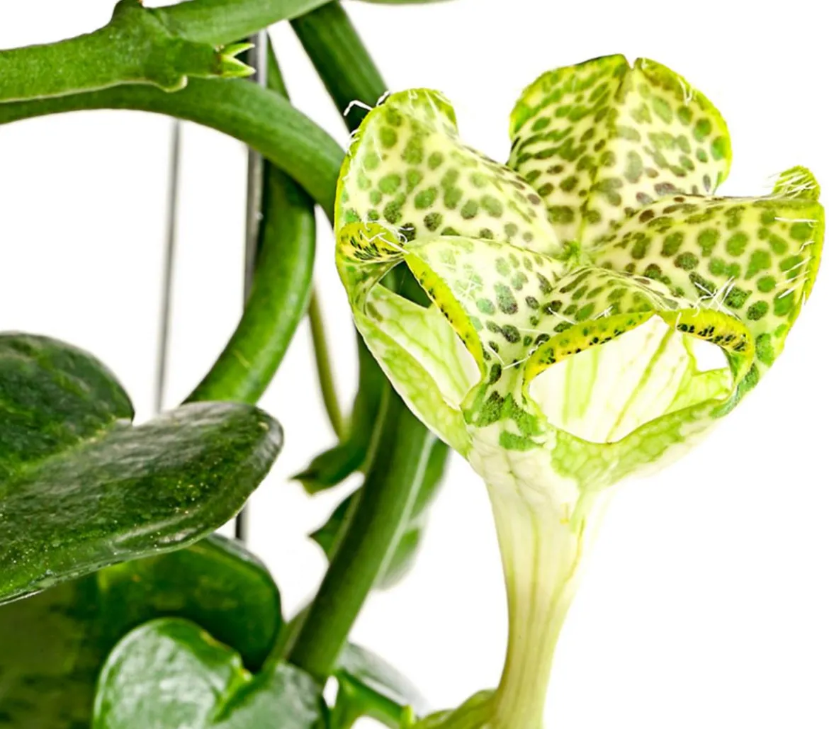 Kletternde Leuchterblume - Ceropegia sandersonii, Säule
