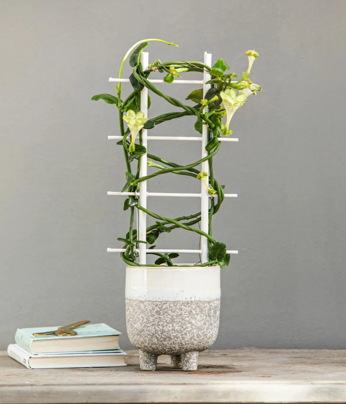 Kletternde Leuchterblume - Ceropegia sandersonii, Säule
