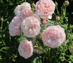 Kletterrose 'Divina'