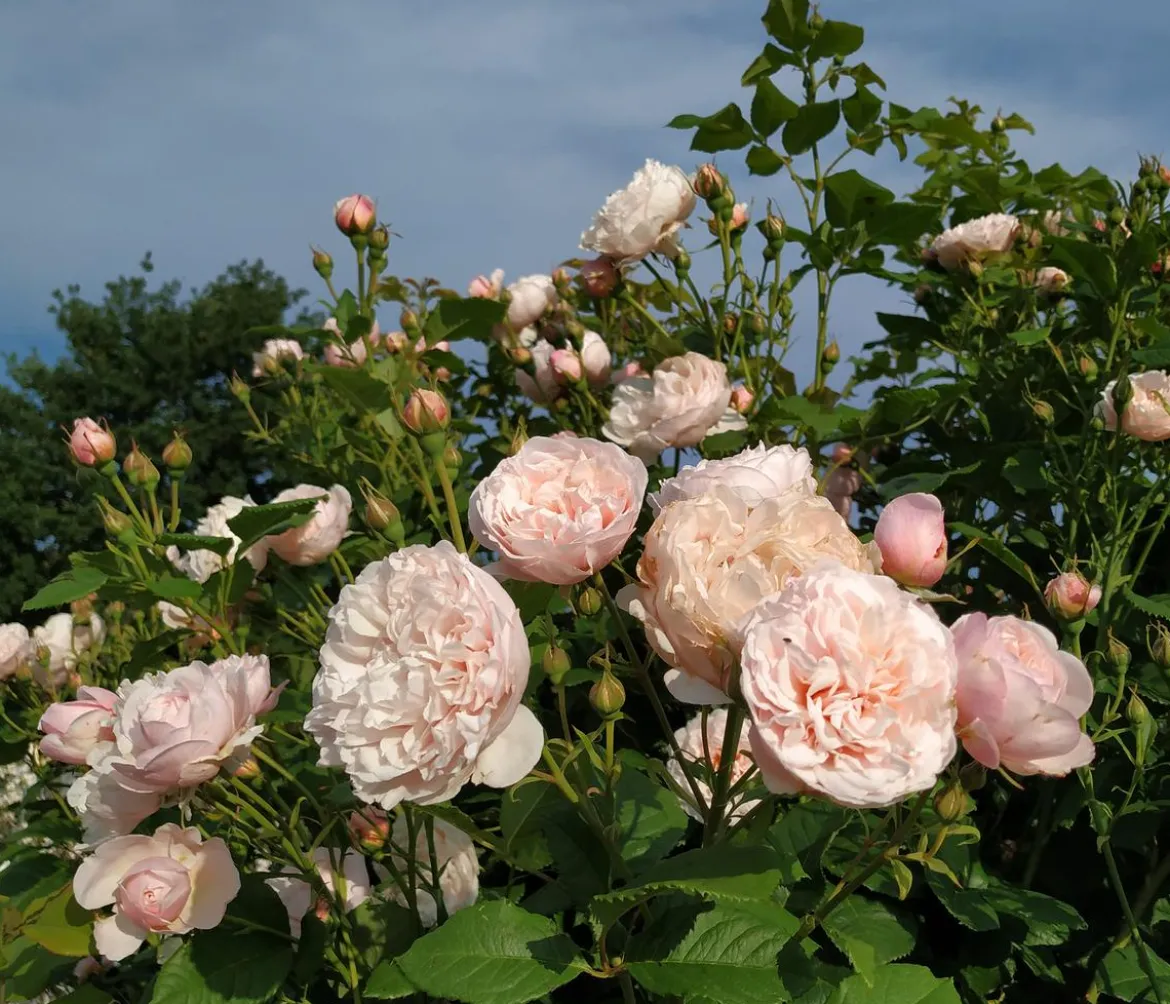 Kletterrose 'Divina'