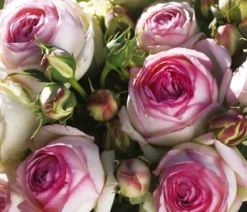 Kletterrose 'Eden Rose®'