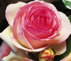 Kletterrose 'Eden Rose®'