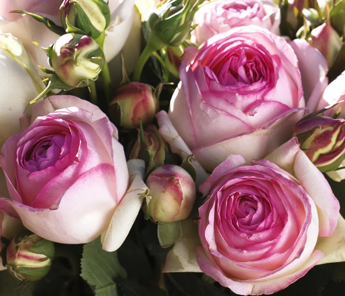 Kletterrose 'Eden Rose®'