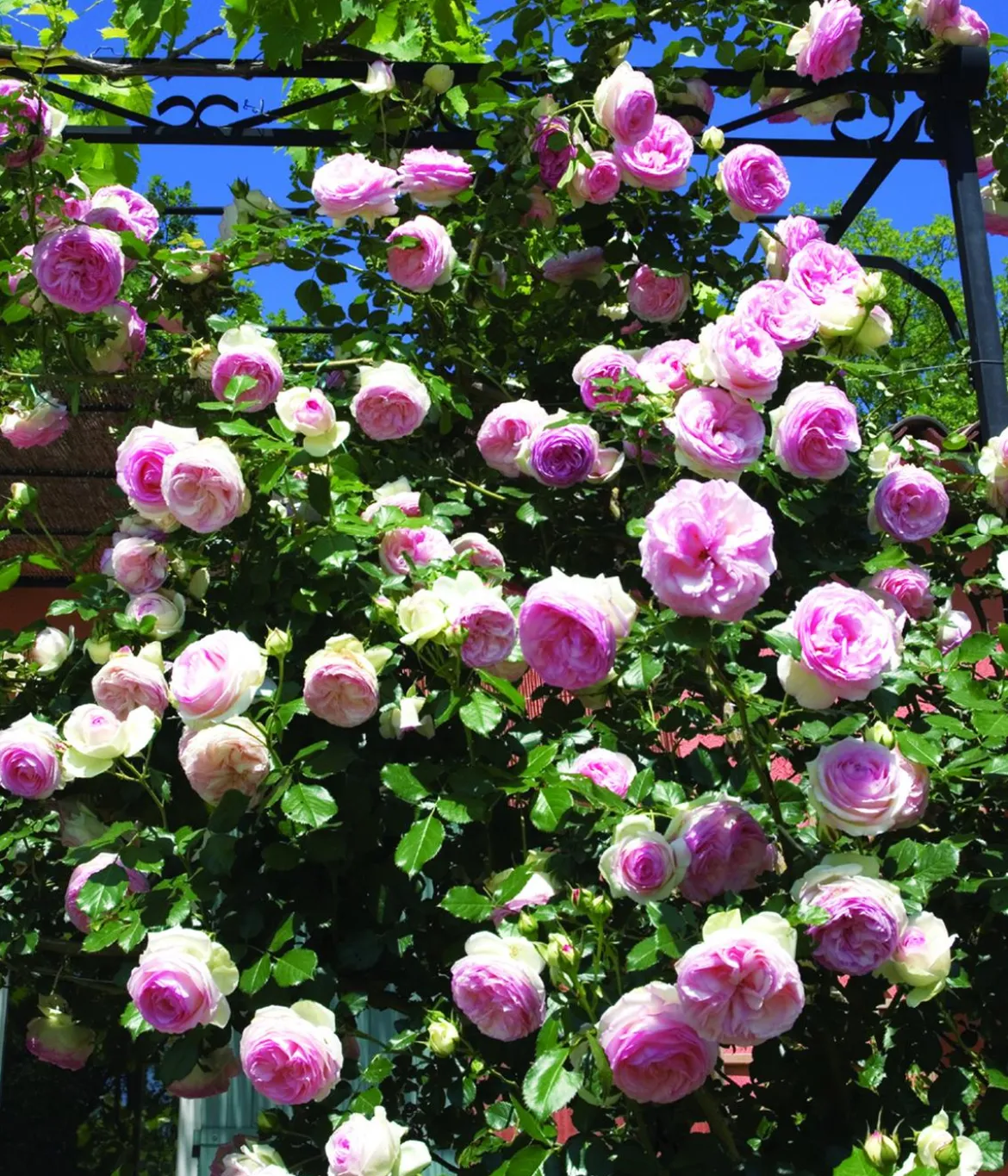 Kletterrose 'Eden Rose®'