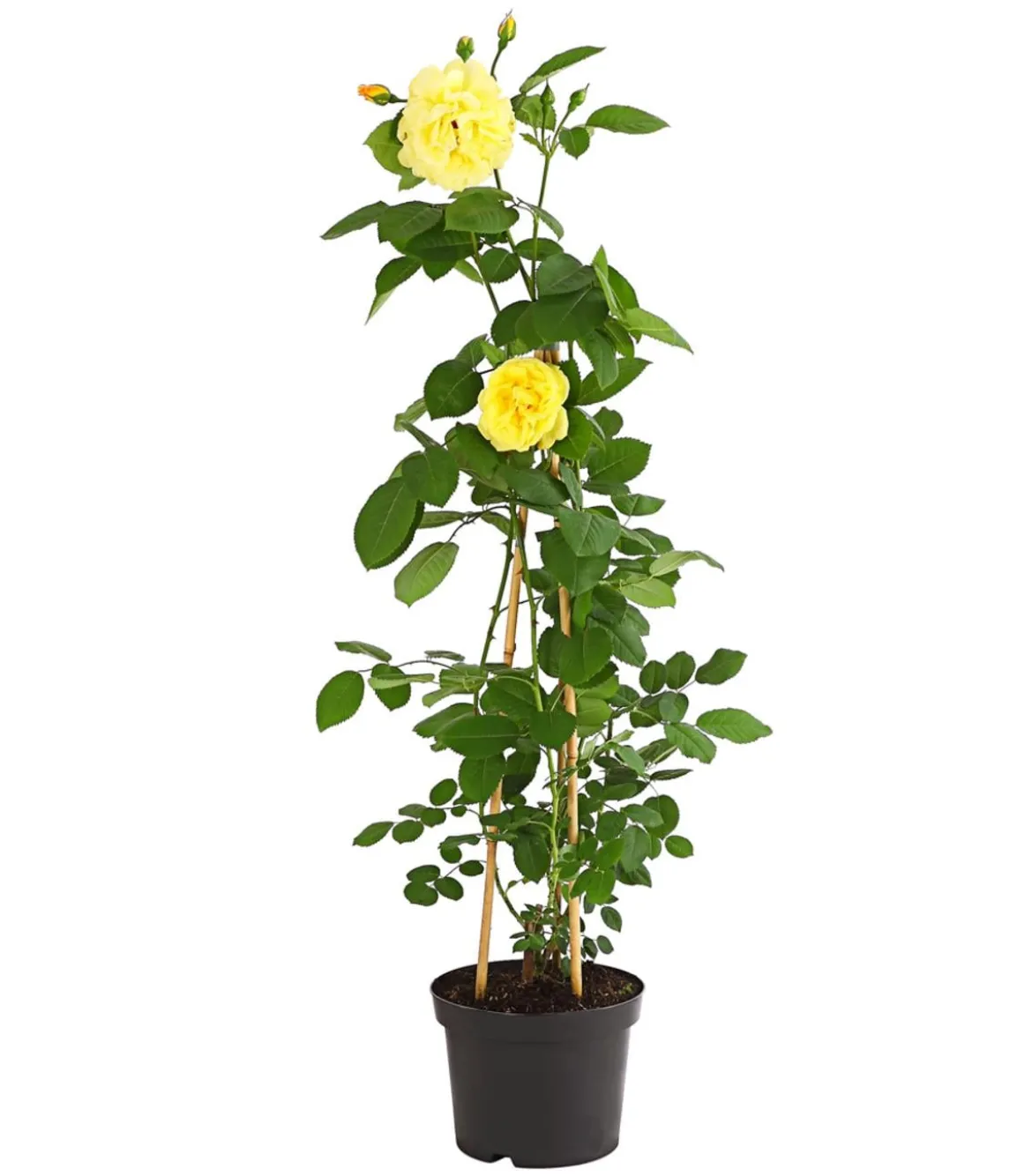 Kletterrosen 'Klettermaxe®'