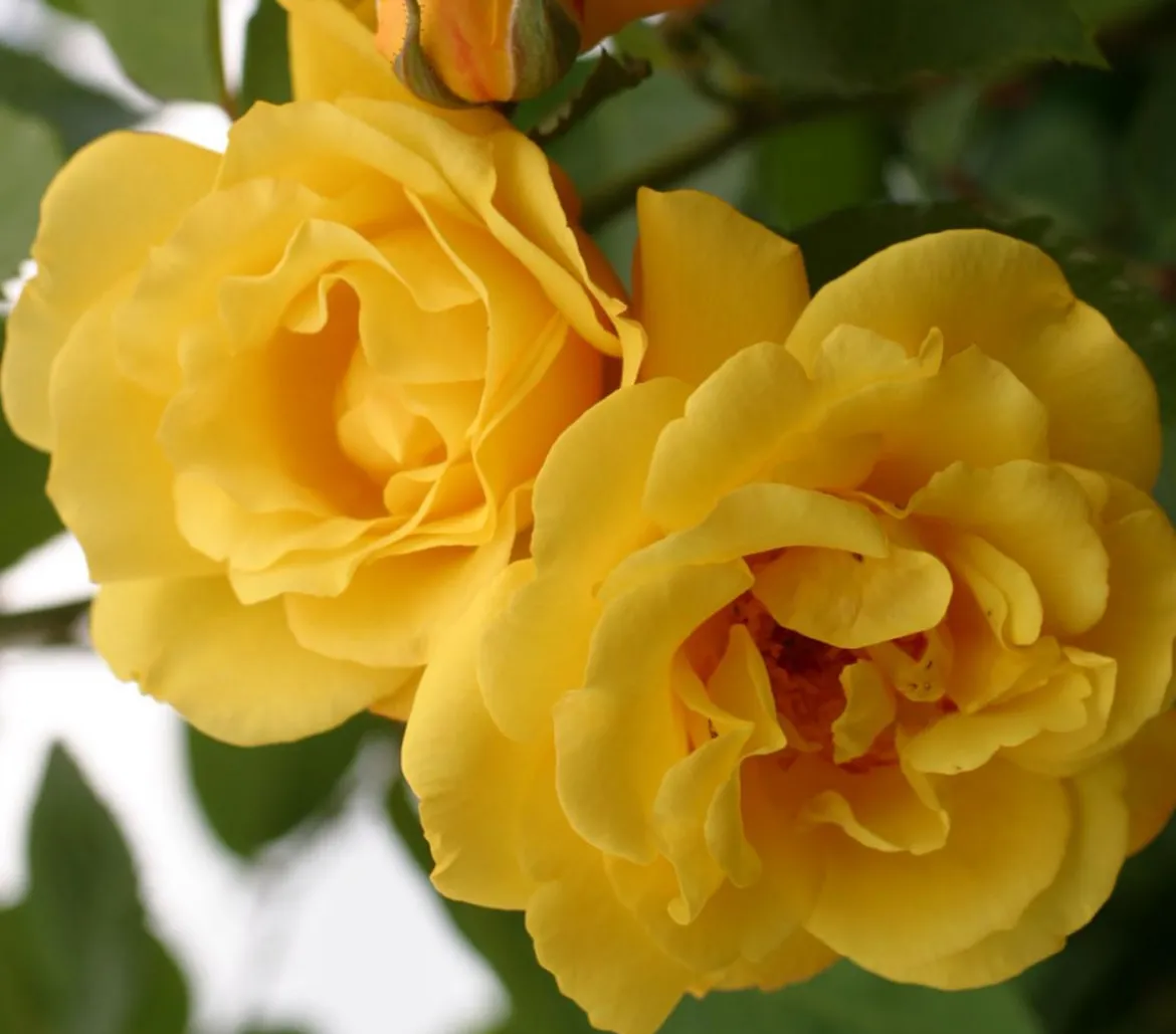 Kletterrosen 'Klettermaxe®'
