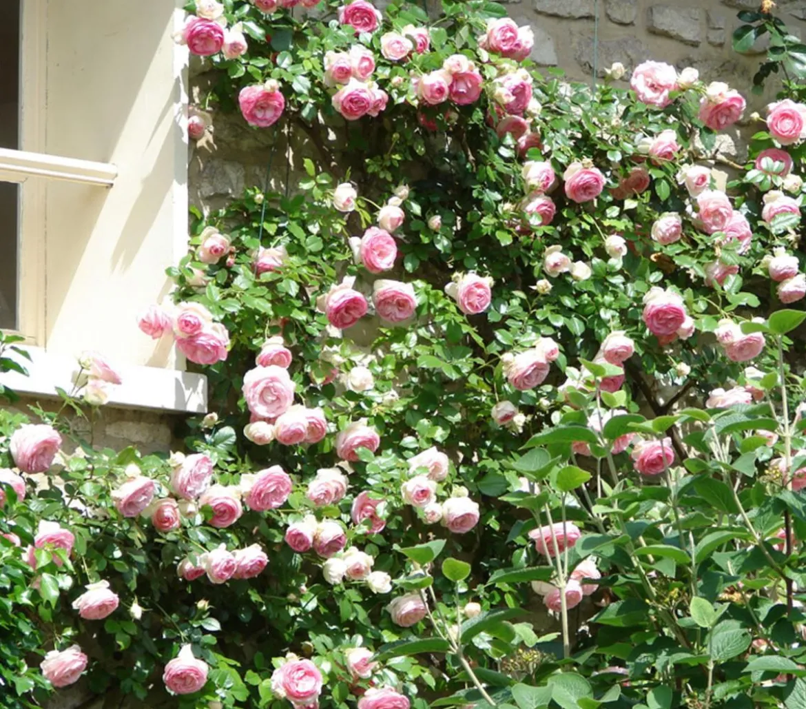 Kletterrosen 'Klettermaxe®'