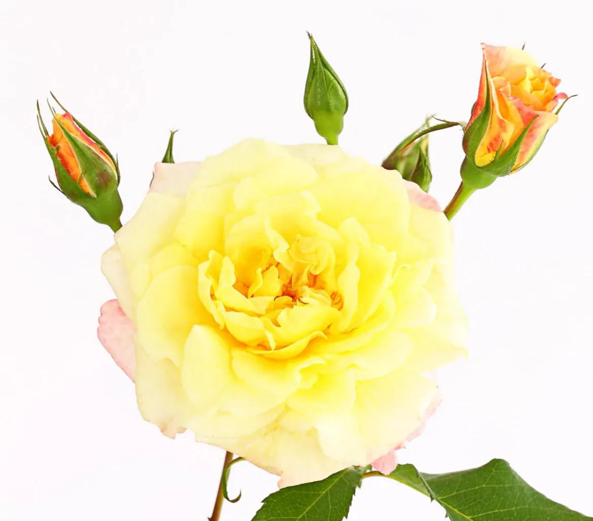 Kletterrosen 'Klettermaxe®'