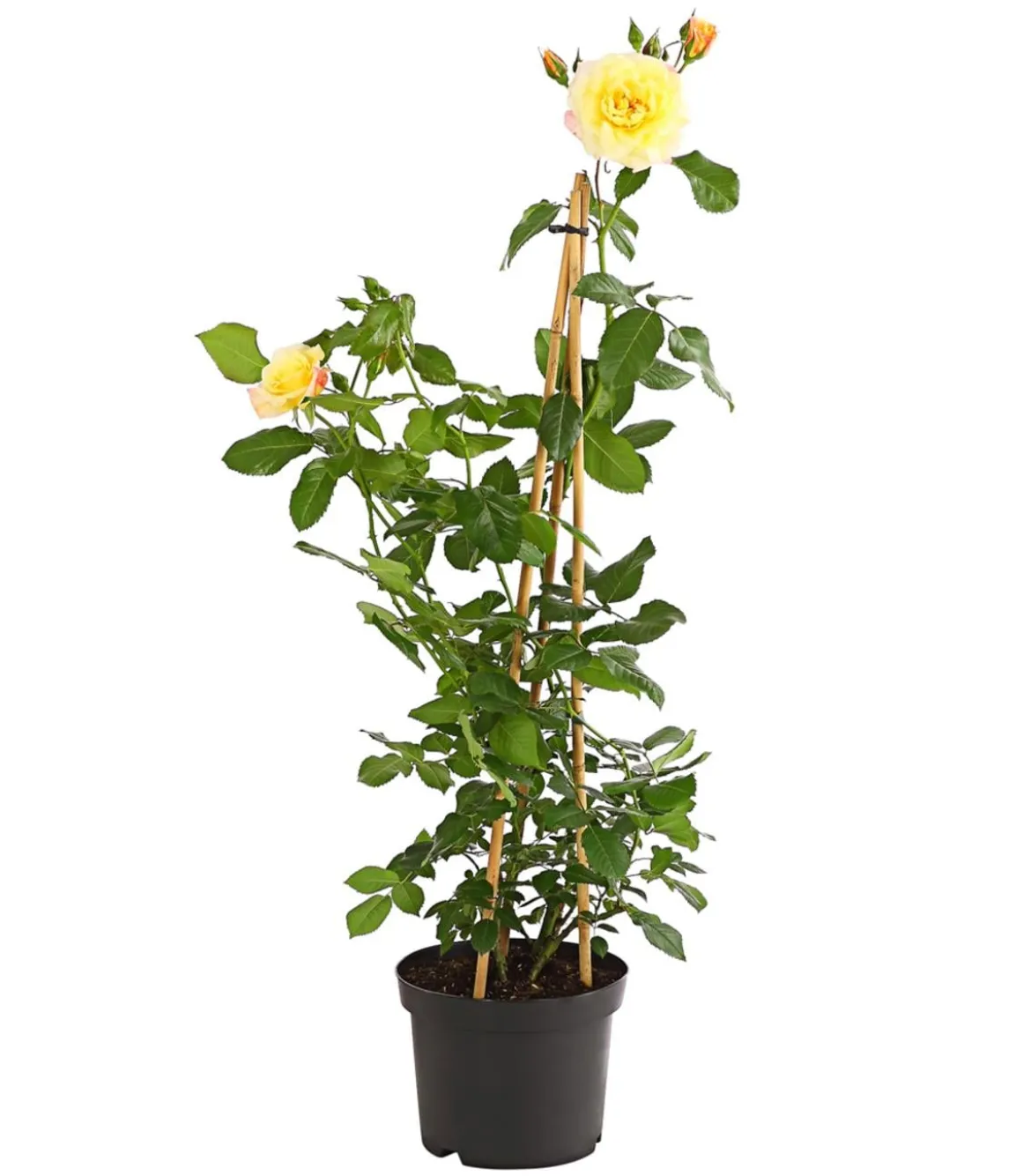 Kletterrosen 'Klettermaxe®'