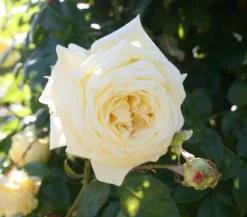 Kletterrosen, verschiedene Sorten