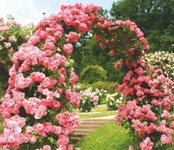 Kletterrosen, verschiedene Sorten