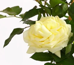 Kletterrosen, verschiedene Sorten