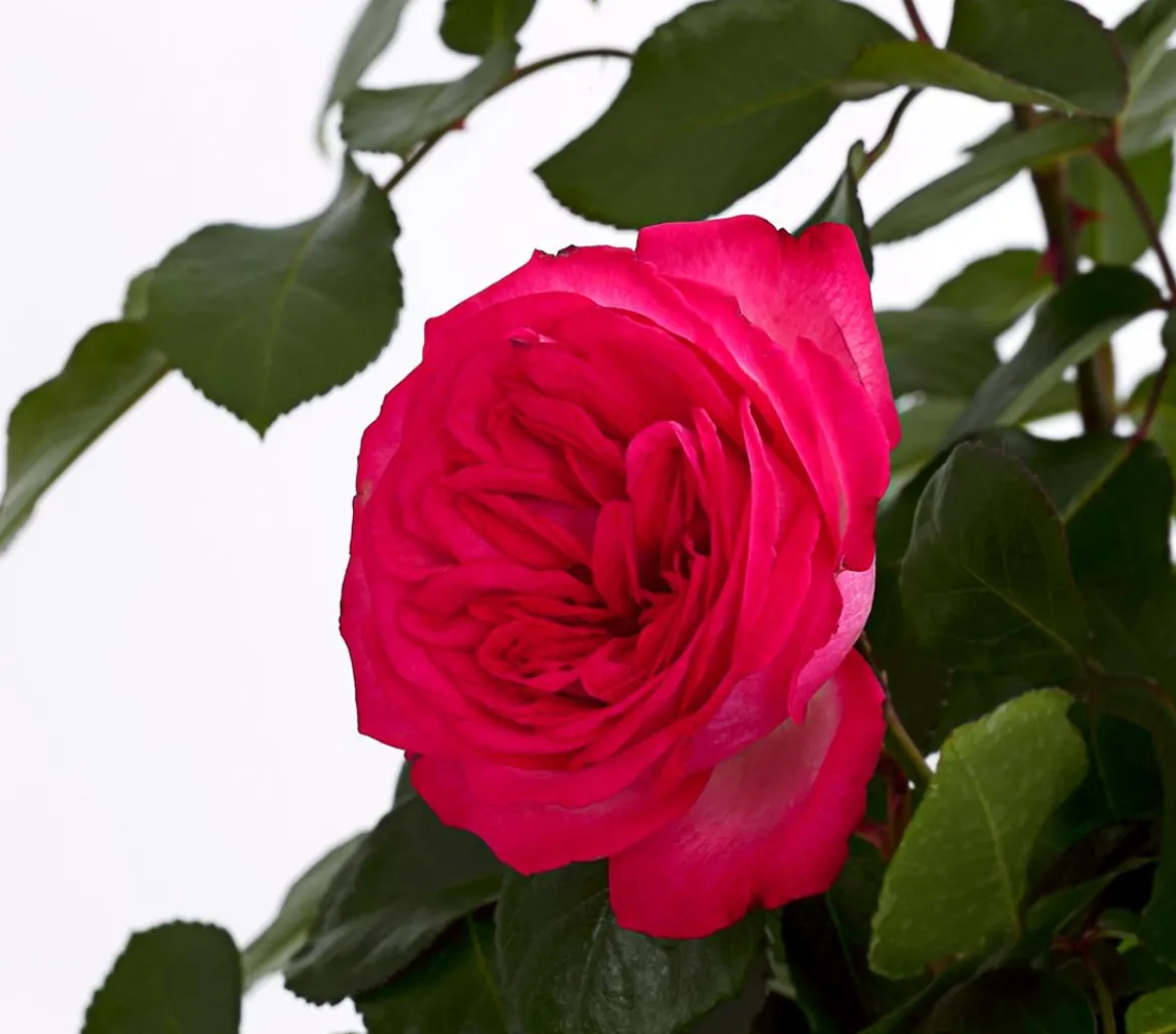 Kletterrosen, verschiedene Sorten