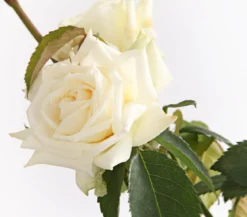 Kletterrosen, verschiedene Sorten