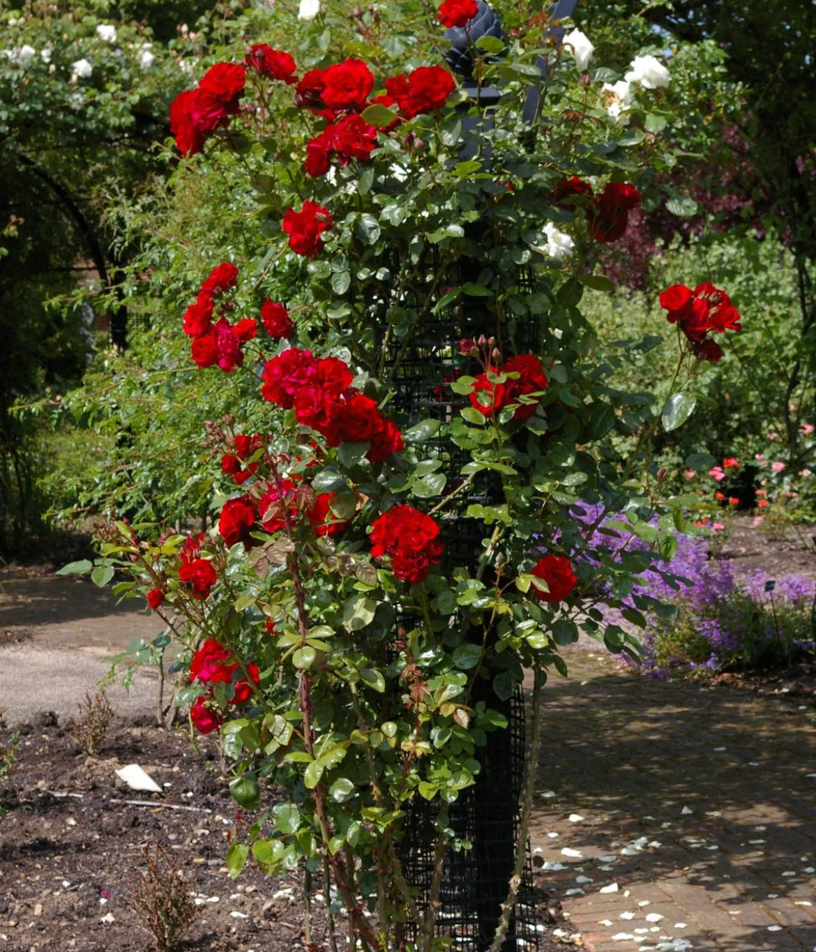 Kletterrose 'Santana®'