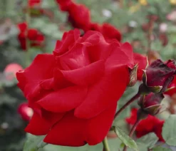 Kletterrose 'Santana®'