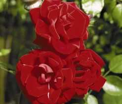 Kletterrose 'Santana®'