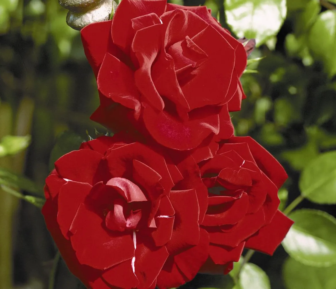 Kletterrose 'Santana®'