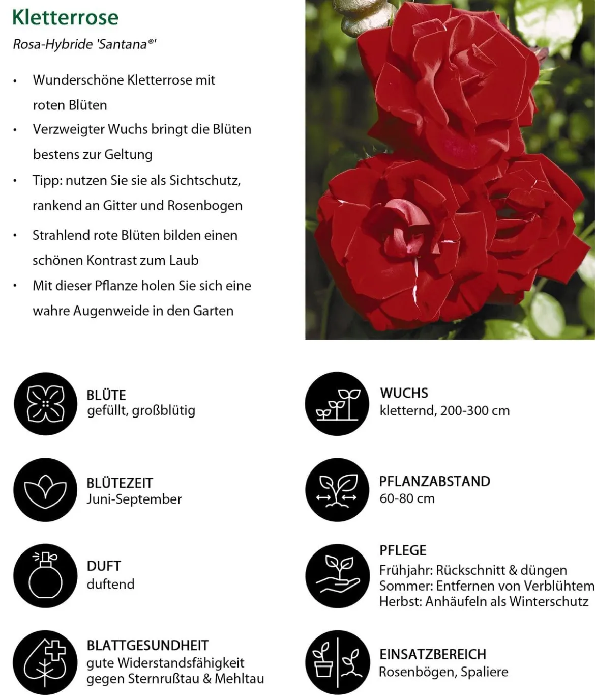 Kletterrose 'Santana®'
