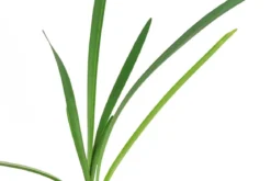 Knobi-Gras