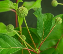 Knopfbusch