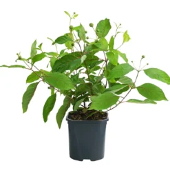 Knopfbusch