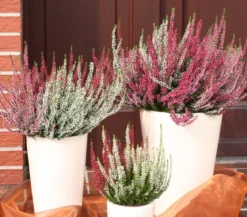 Knospenheide-Duo 'Twin-Girls®', verschiedene Farben
